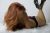 Kızıl Saçlı Alımlı Escort Bayan Songül - Image 1